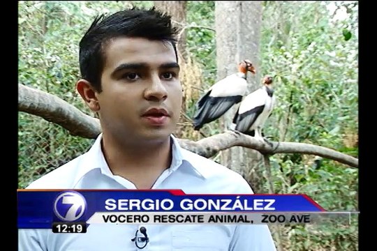 Primer rey de zopilote criado en cautiverio cumple un mes en excelentes condiciones