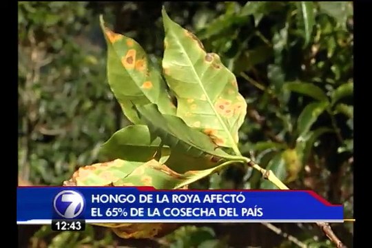 Cafetaleros podrán retirar agroquímicos contra la roya en oficinas del MAG