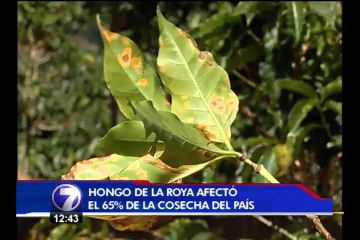 Cafetaleros podrán retirar agroquímicos contra la roya en oficinas del MAG