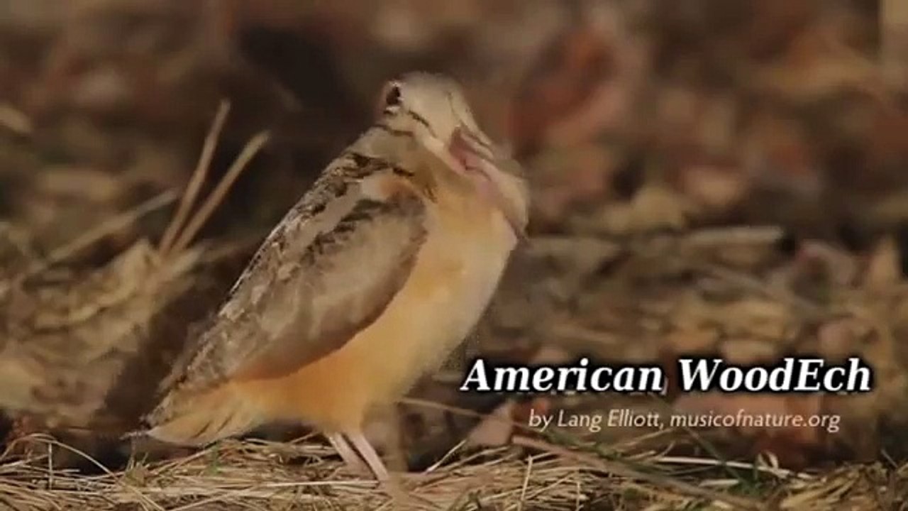 Cute bird
