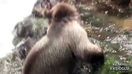 Ayı ile Dostluk Kuran Türk Dayı