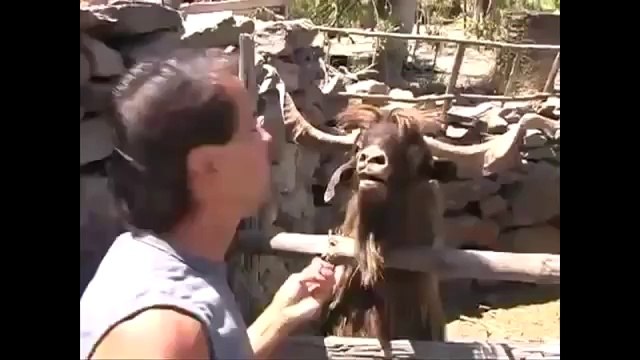 FUNNY VIDEOS- Funny Animals Troll compilation - Best Animal Jokes and Pranks
