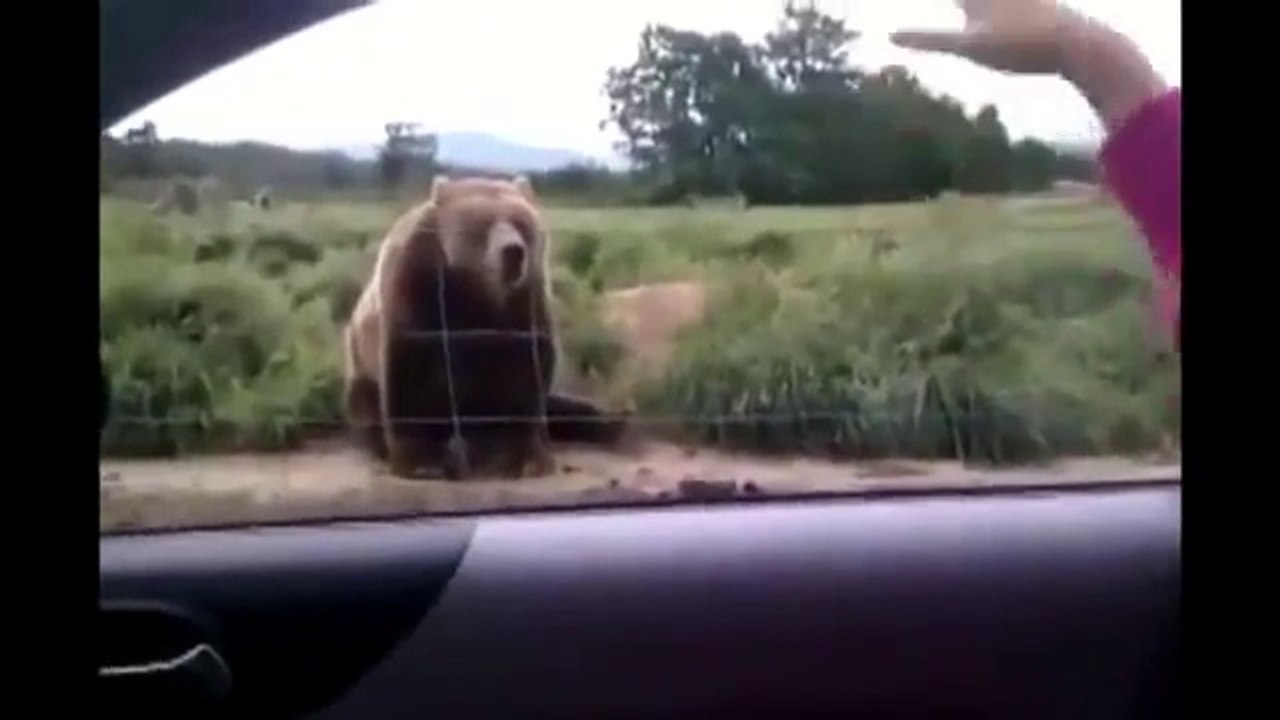 Best Funny Videos 2015
