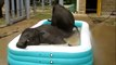 Baby Elephants Play In Kiddie Pool-copypasteads.com