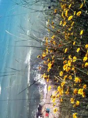 o plaja linistita relaxanta departe de ochii trecatorilor se afla la 100m de vila ce am expus spre vanzare