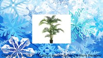 5' Tropical Kentia Palm Tree in Plastic Pot Green (Pack of 2) Review