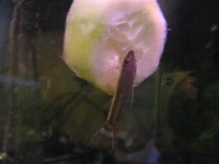 otocinclus (poisson) a faim