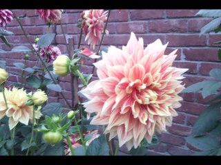 East West University Dhaka( Beautiful Campus with A Flower Garden)