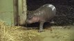 Naissance d'un bébé hippopotame pygmée dans un zoo anglais!