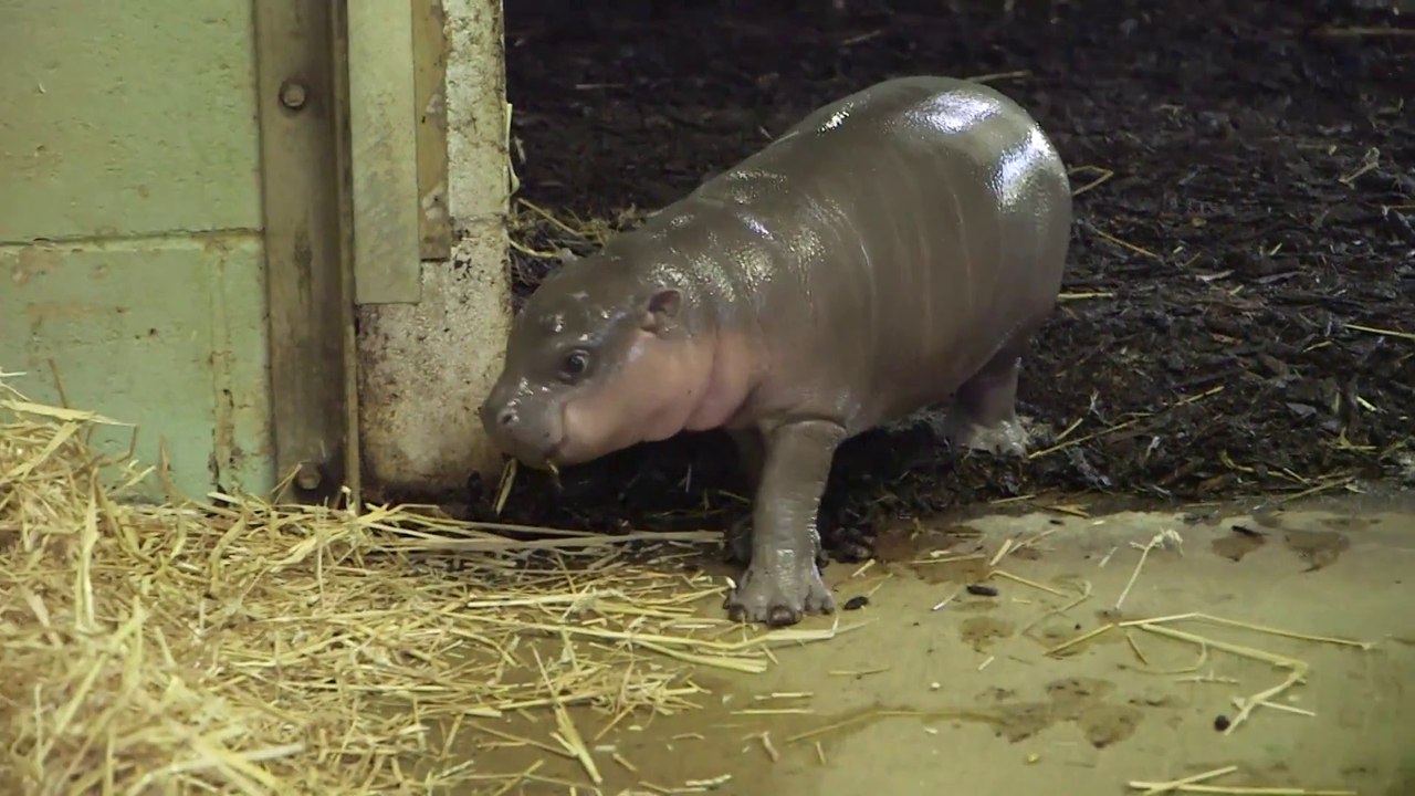 Naissance d'un bébé hippopotame pygmée dans un zoo anglais!