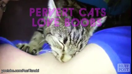 Chats pas comme les autres