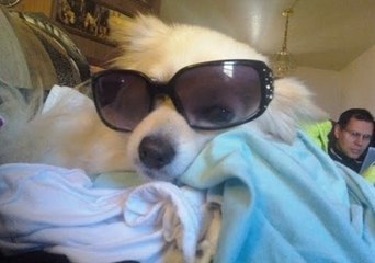 LuLu the Pomeranian Happily Hitches a Ride Through the Snow