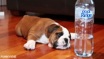 Bulldog Puppy Attacks A Plastic Water Bottle