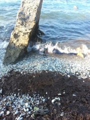 Sökeli Lise Öğrencisinin Cesedi Kuşadası'nda Bulundu