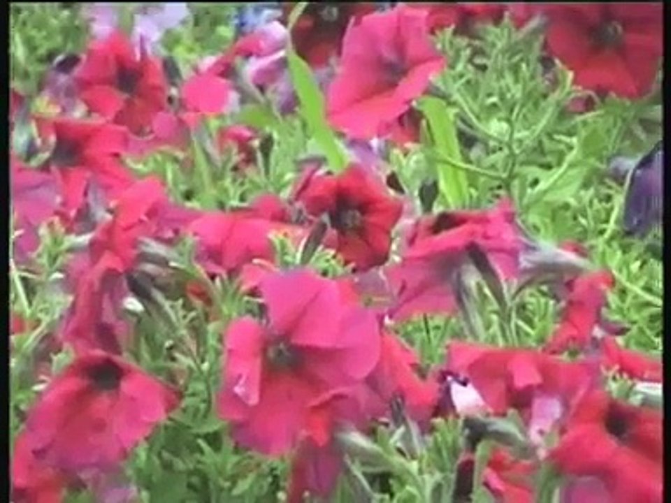 SEDAT UÇAN KAPINA GELDİM....