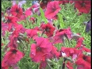 SEDAT UÇAN KAPINA GELDİM....