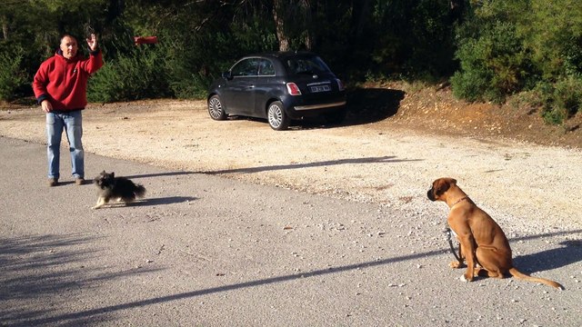 Dressage canin la ciotat 13,Education canine Exercice pas bouger sur un boxer de quatre mois à la ciotat