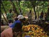 ガーナのカカオ生産と食糧輸入
