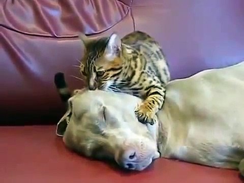 Un chat fait des massages hypnothérapeutiques à un chien ...