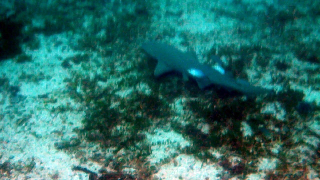 Petite-terre plonger, requin citron