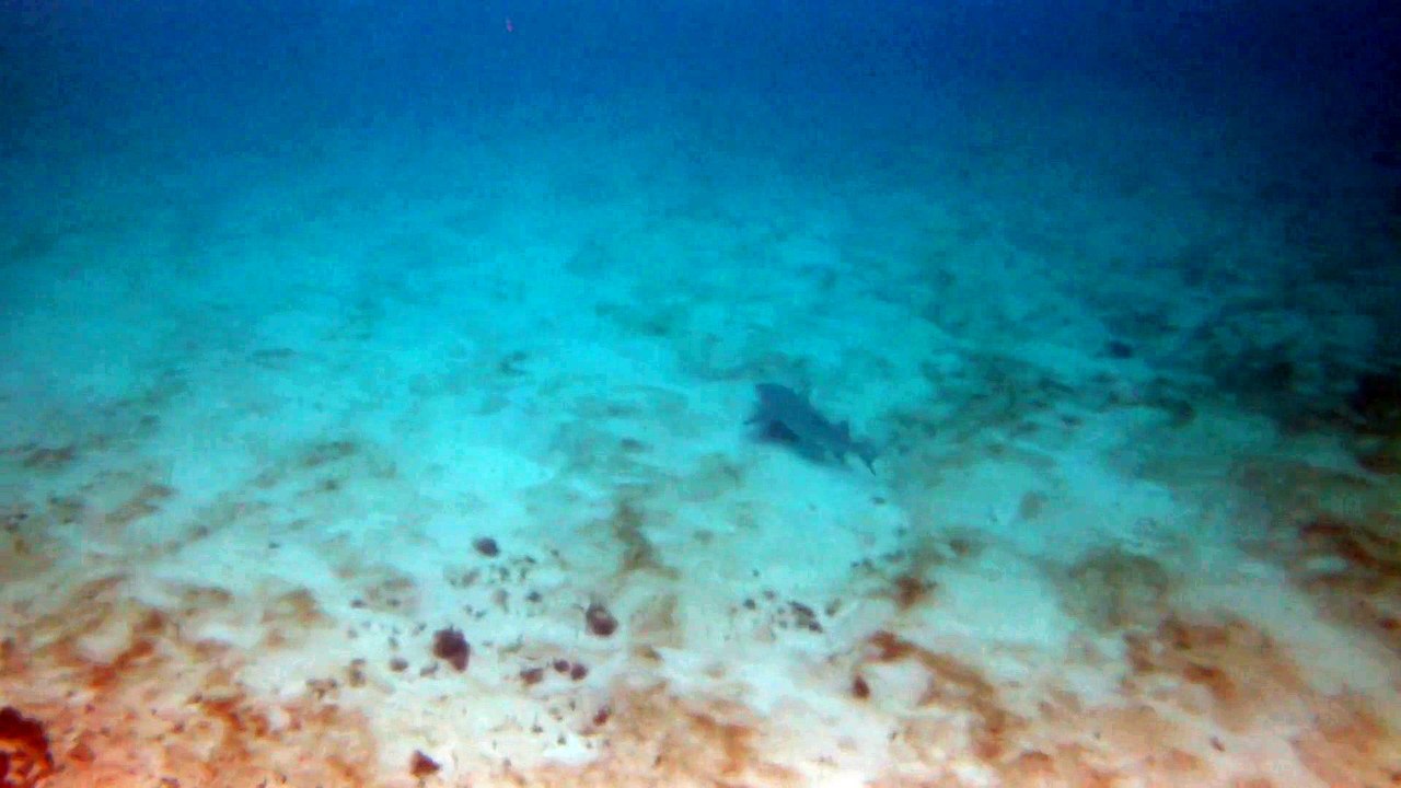 Petite-terre plonger, requin citron