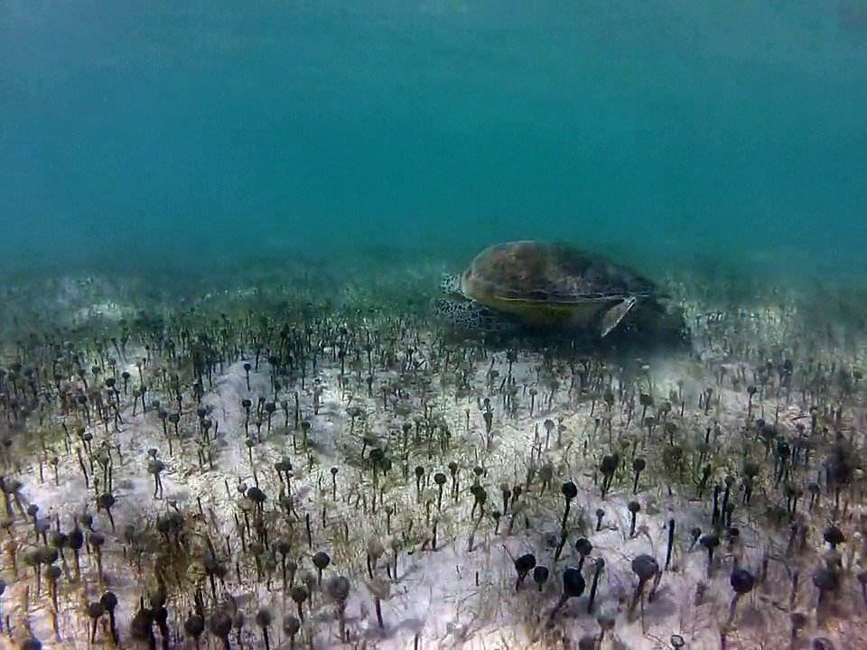 Petite-terre plonger, tortue
