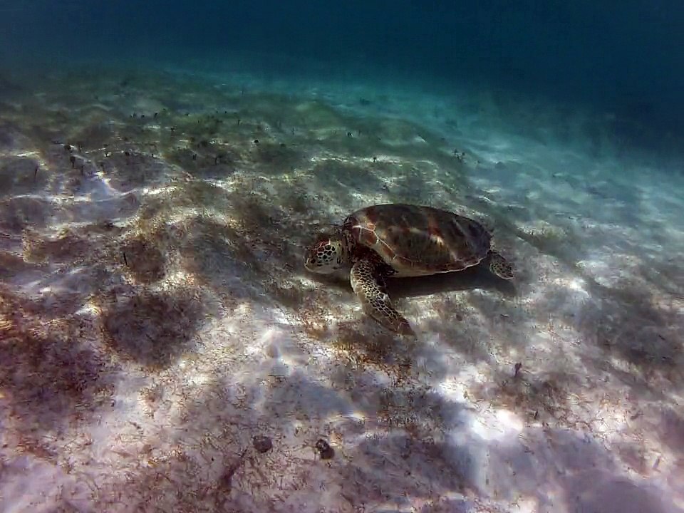 Petite-terre plonger ,tortue