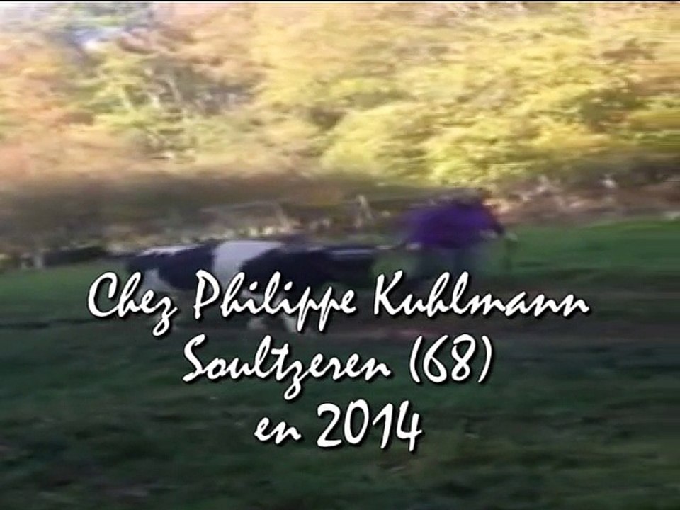 Stage de traction bovine avec Agnès et Luc Bernard 2014 chez P Kuhlmann à Soultzeren (68) en 2014