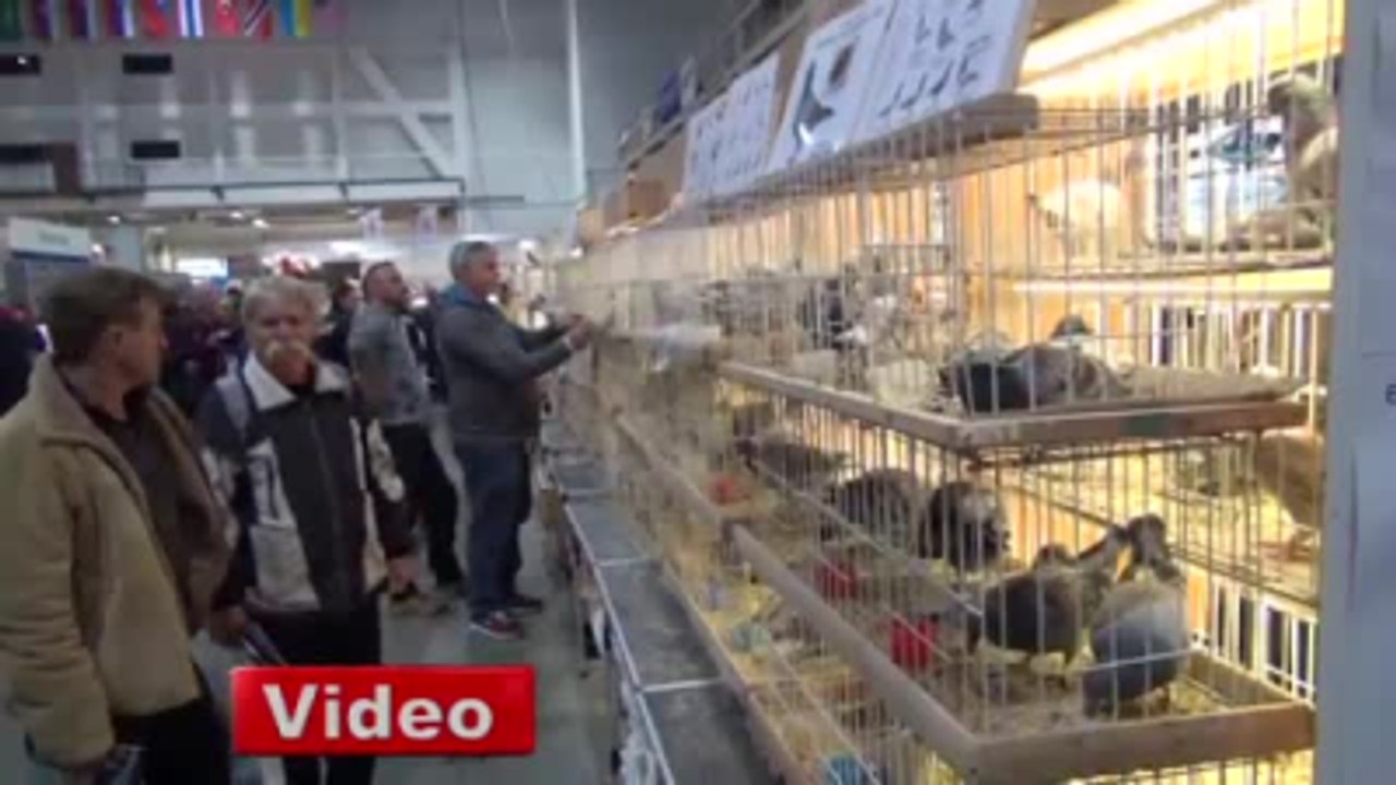 Bu Güvercinin Fiyatını Duyunca İnanamayacaksınız