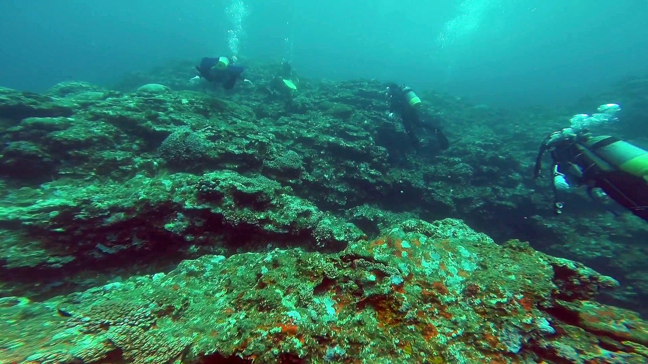 Plongée avec une raie Manta