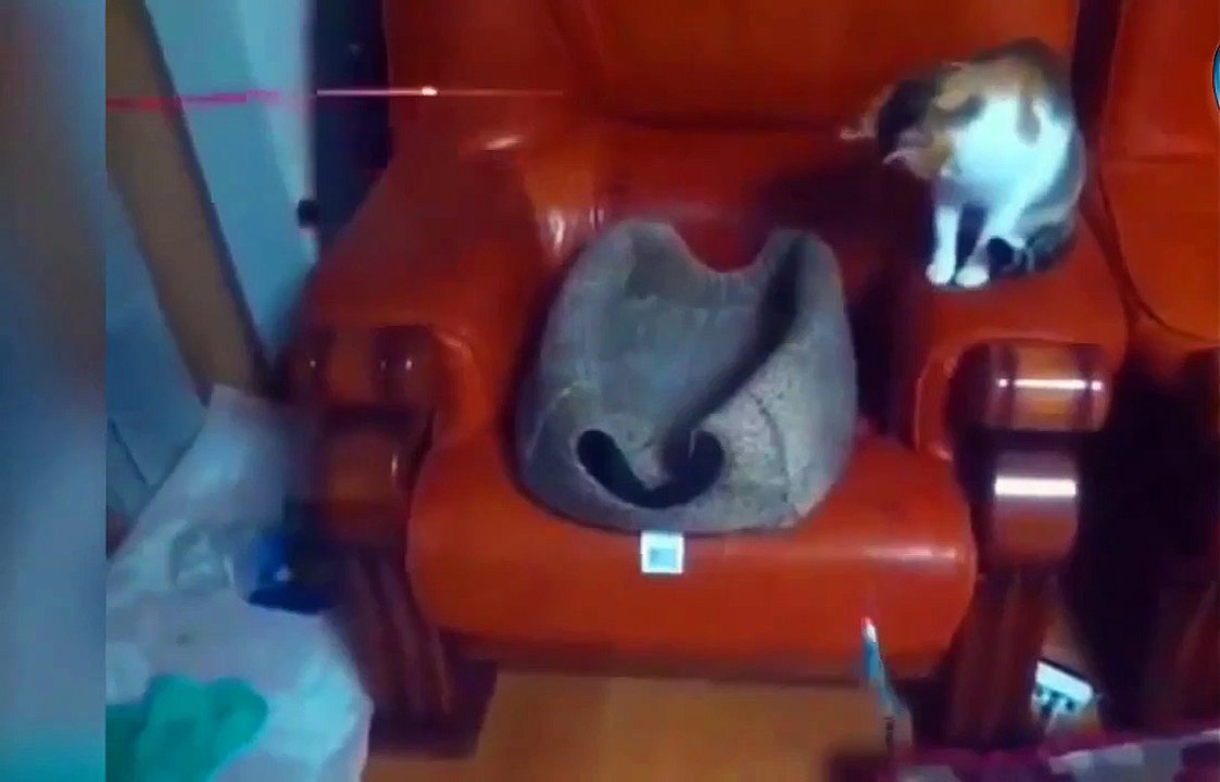 Funny Videos 2015 - Funny Fails - Funny Cat Video - Funny Cats - Funny Vines - Funny Animals_2