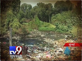 Mumbai's mangroves dying slow death - Tv9 Gujarati