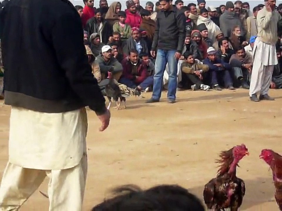 My Black Rooster  Round 3