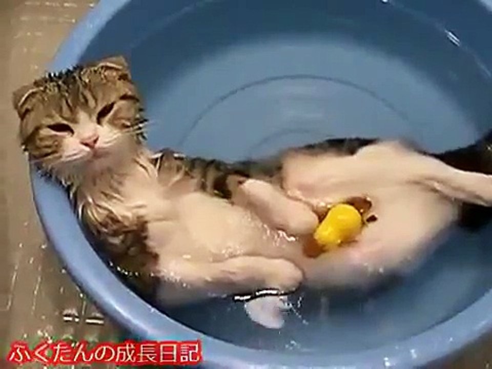 chat tranquillement couché dans une bassine remplie d'eau