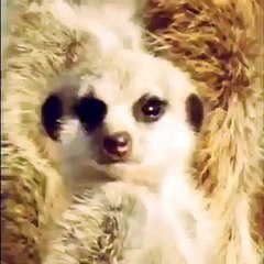 lagta ha is ko charr gae ha.....PK