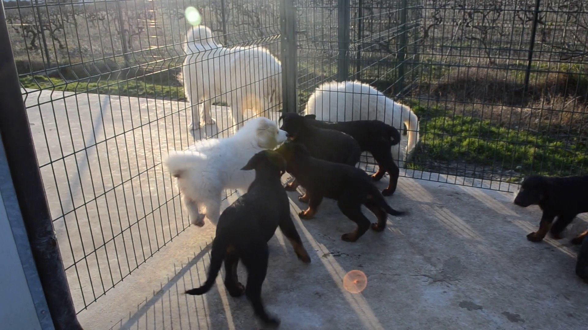 Chiots Disponibles Berger De Beauce Beauceron Patou Montagne Des Pyrénées De La Plaine Dastrée