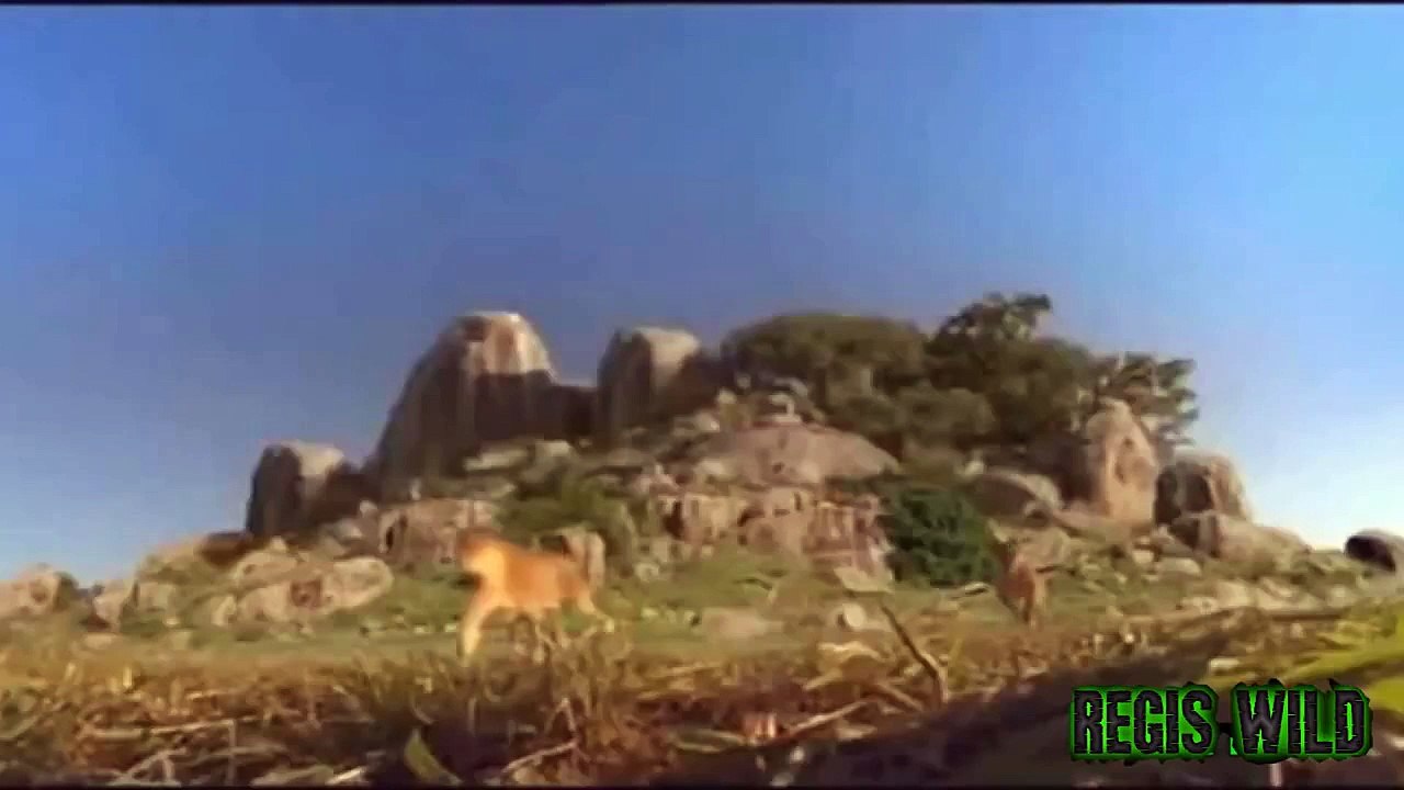 Dangerous Animal Attacks
