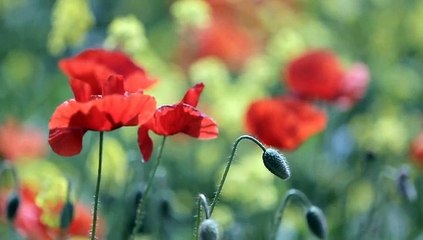 Estate - Bruno Martino - Cover