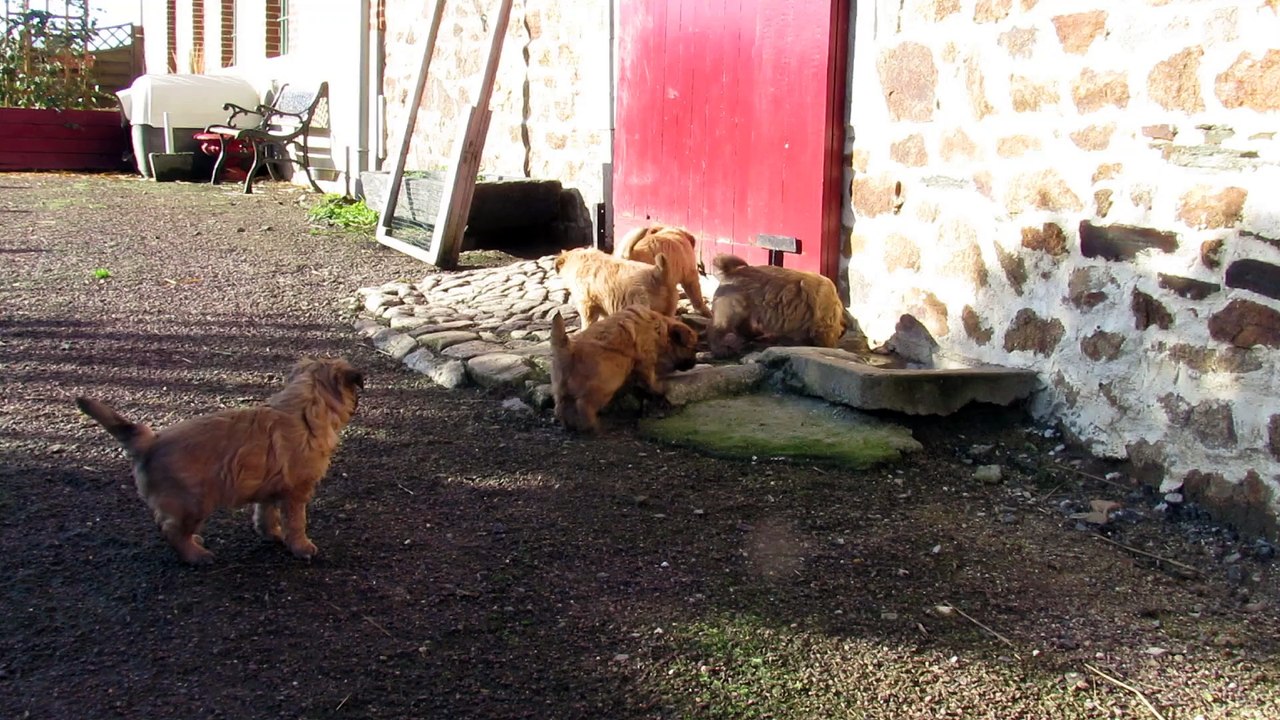 chiots berger des pyrenees poil long des malicieux germeco