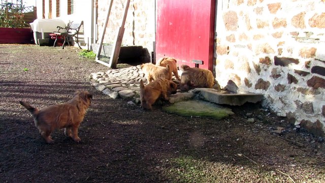 chiots berger des pyrenees poil long des malicieux germeco