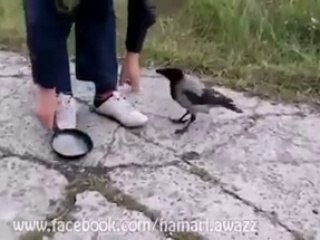 Hahahahha Very Funny Video