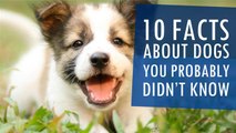 10 Facts About Dogs You Probably Didn't Know