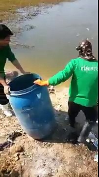 En Thaïlande on nourrit les poissons avec des poussins vivants !