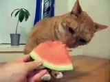 Hungry Cat funny video clips,fuuny _