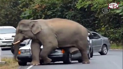 Trafikte Fili Kızdırırsanız Böyle Olur