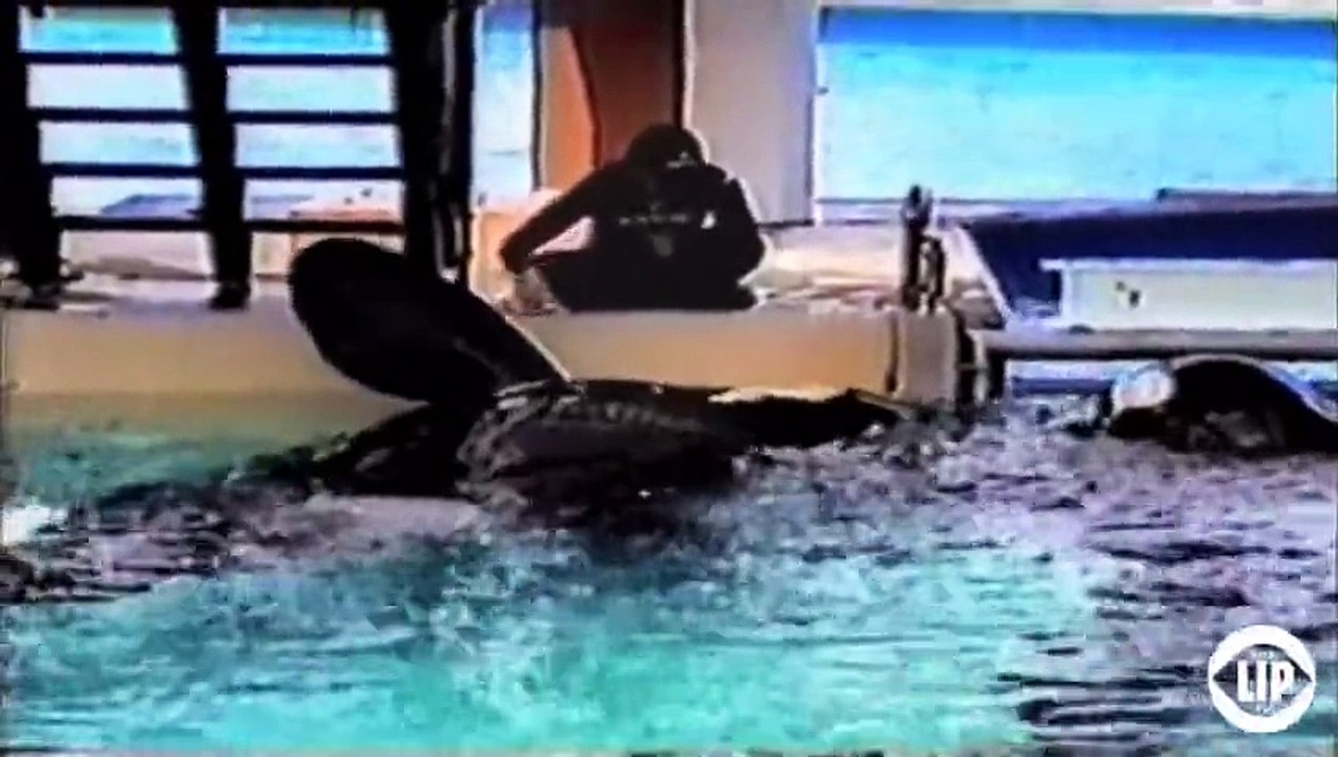Expert Whale Trainers Attacked In BLACKFISH pic