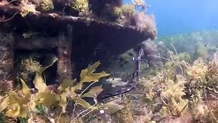 A fish That Fly InThe Sky