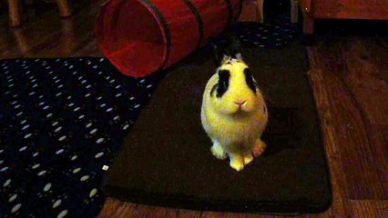 Petit nez de Pinou qui bouge (17-1-15)