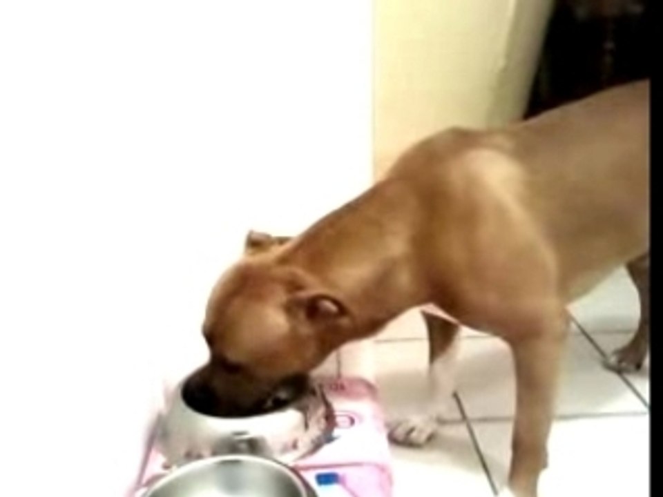 Asko ki mange