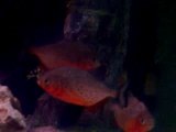 piranhas